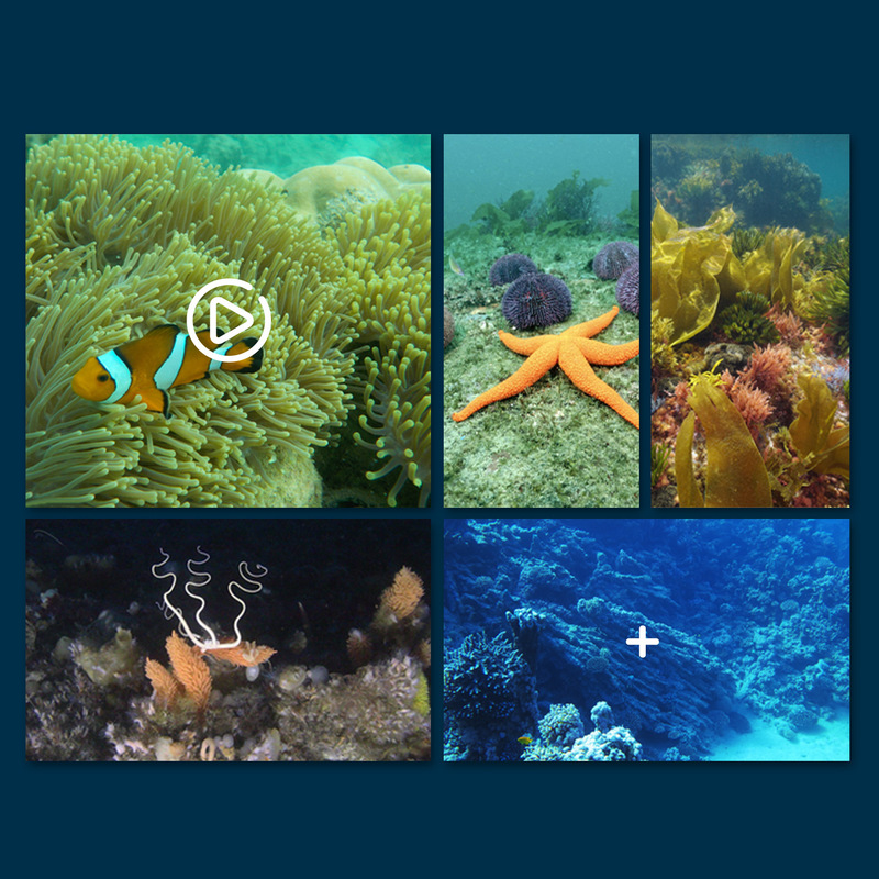 Mini Wifi Rc Underwater Camera - Rc Hobby Photos review and price
